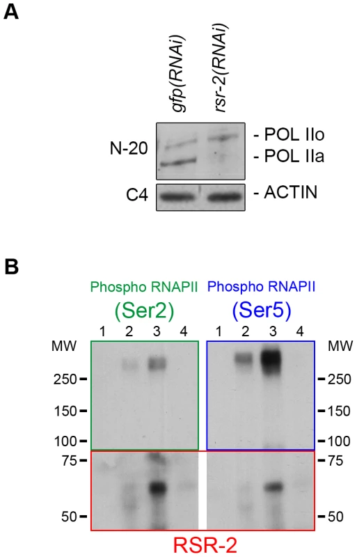 RSR-2 interacts with RNAPII and affects its phosphorylation state.