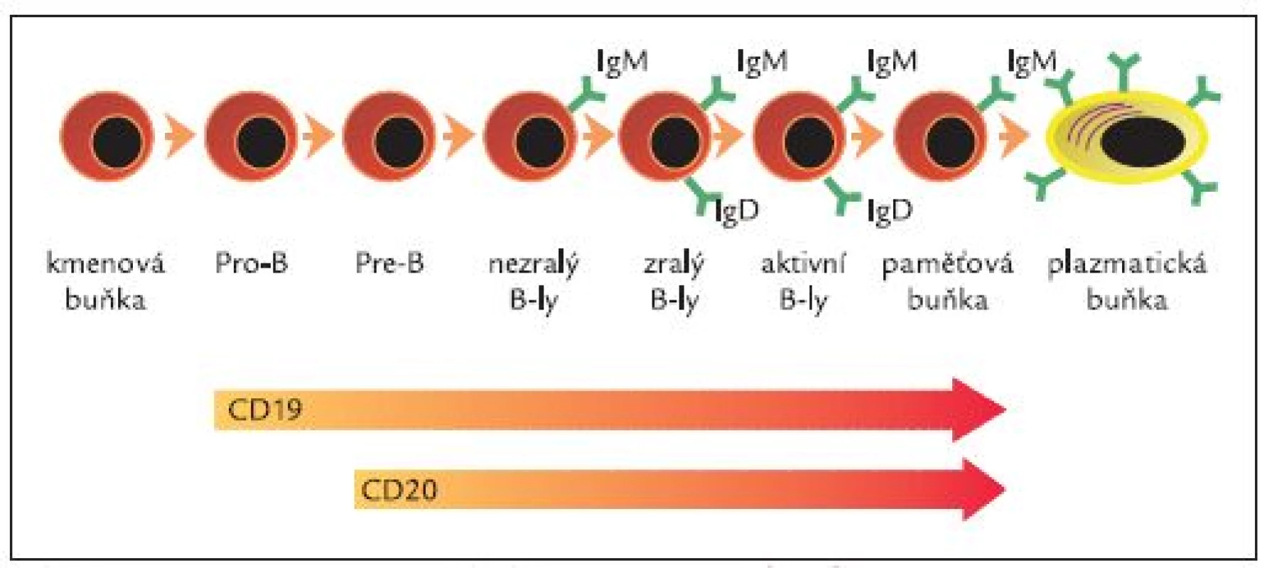 Exprese CD20 v průběhu maturace B-lymfocytů.