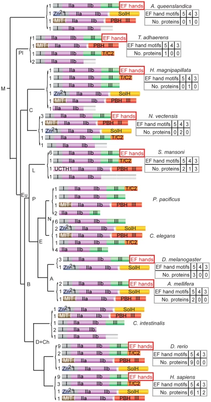 Phylogenetic analyses of typical calpains in metazoa support a model of lineage-specific loss.