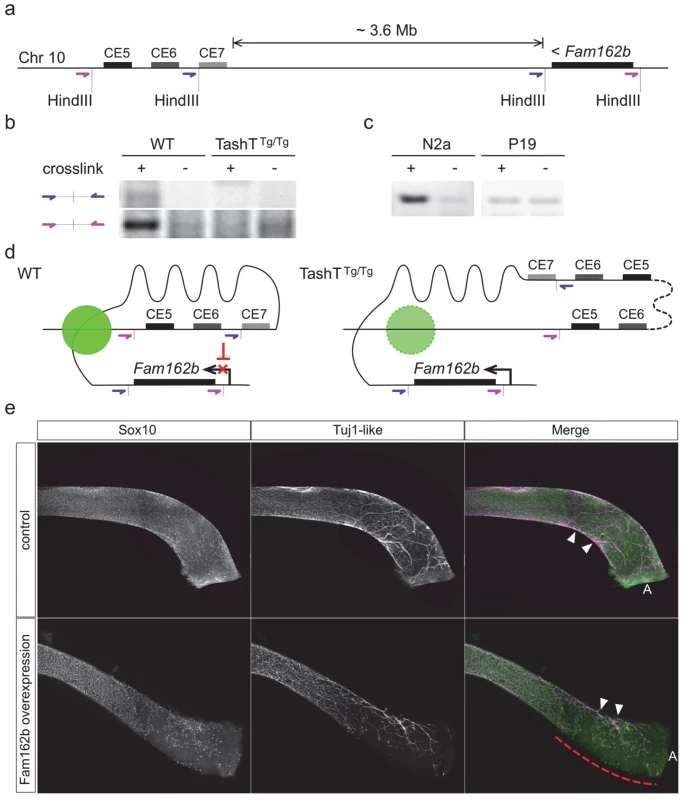 Transgene insertion-mediated relief of <i>Fam162b</i> repression in NCC contributes to the TashT ENS defect.