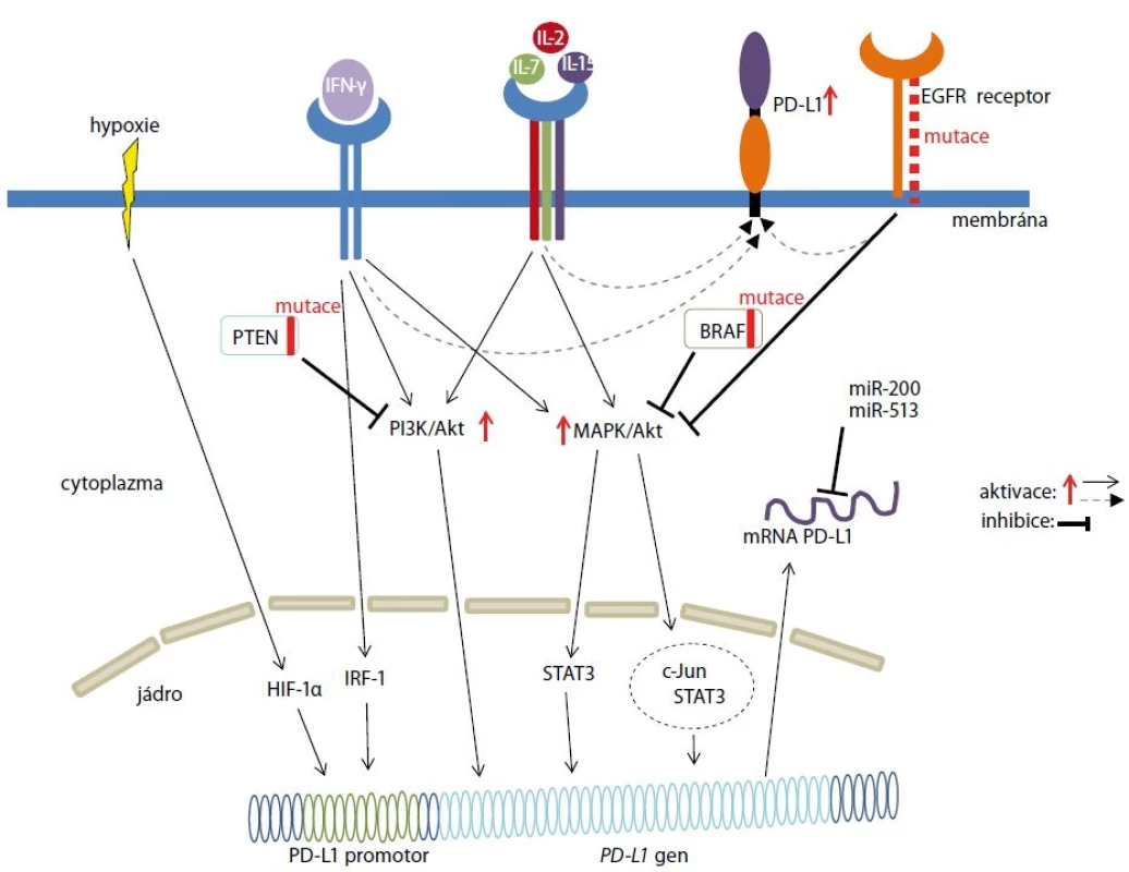 Mechanizmy regulace exprese PD-L1 v nádorových buňkách.