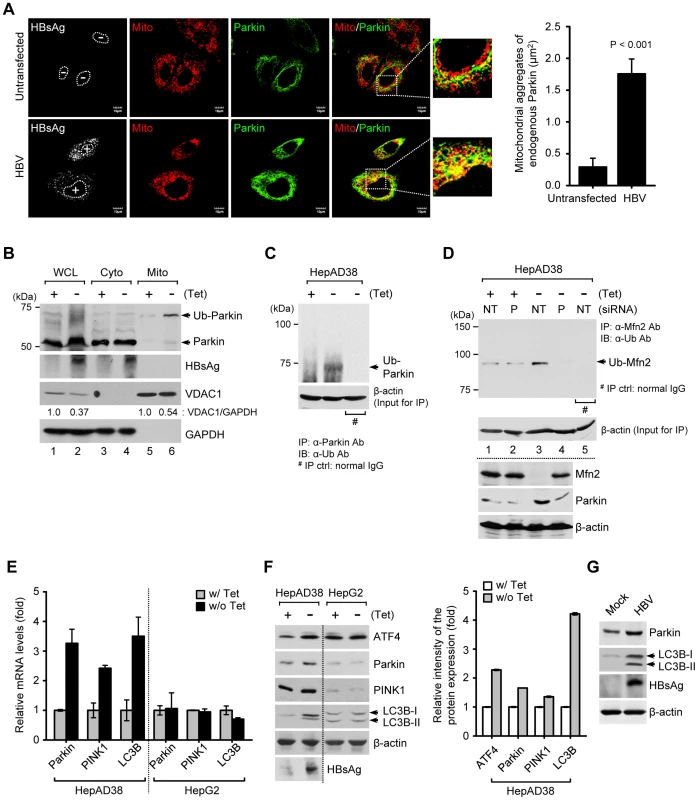 HBV induces mitochondrial translocation of Parkin and stimulates mitophagy-related genes.
