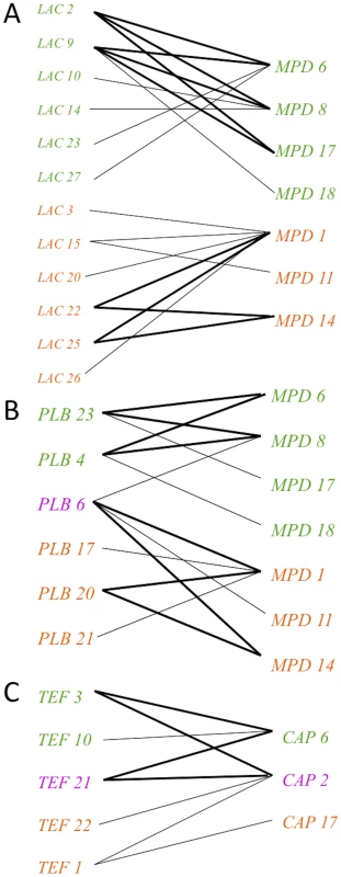 Evidence for genetic recombination within the VGIII population, particularly within alleles unique to the VGIIIa lineage.