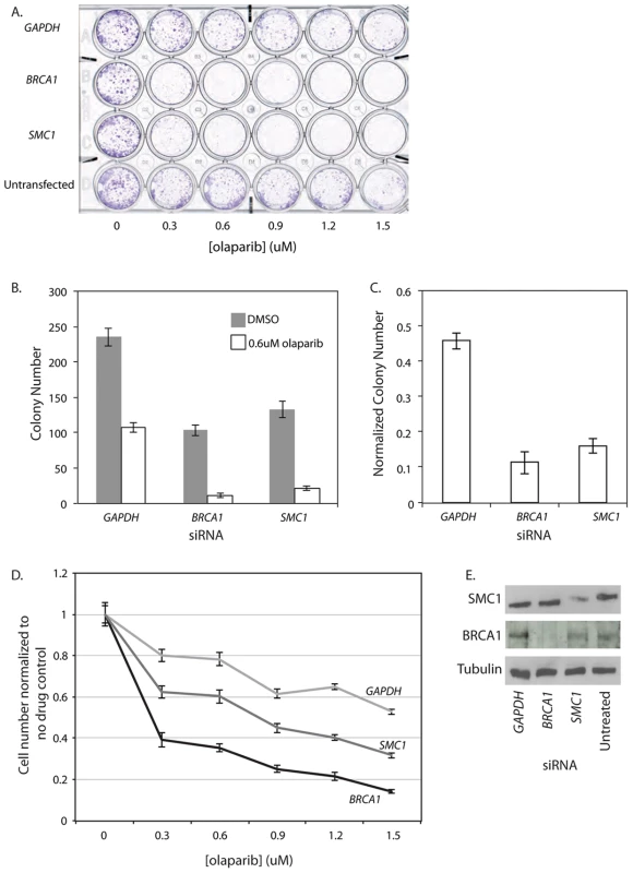<i>SMC1</i> siRNA treated human cells are sensitive to the PARP inhibitor olaparib.