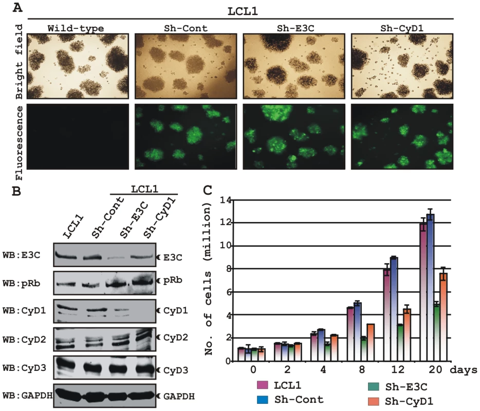 Both EBNA3C and Cyclin D1 are required for cell-cycle progression in EBV transformed cells.