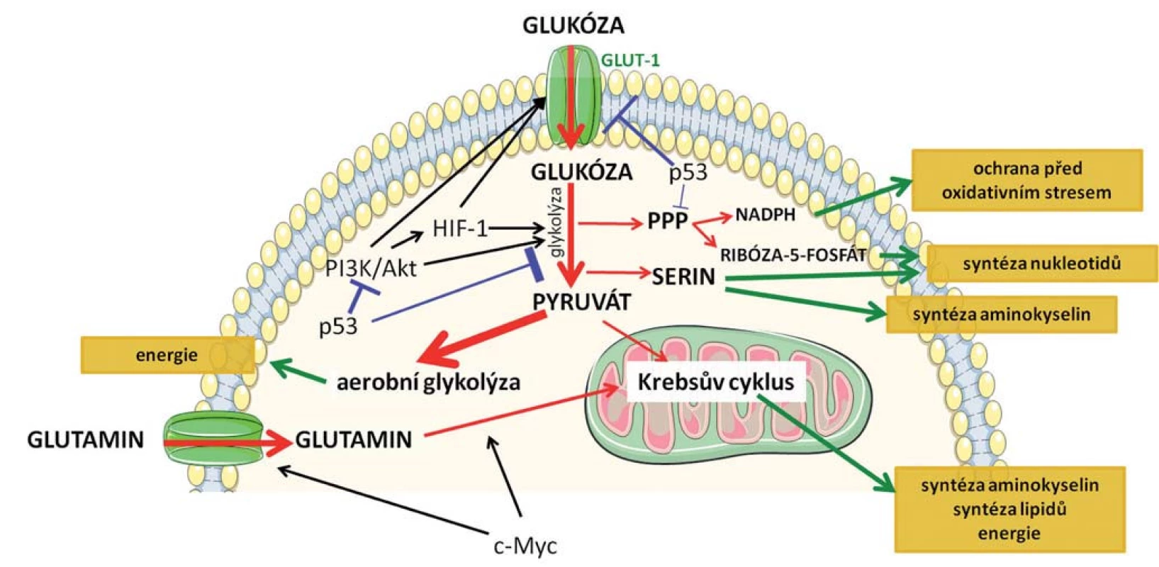 Schematické znázornění základních metabolických drah, k jejichž přeprogramování dochází v nádorových buňkách.
Červenými šipkami je označen metabolizmus glukózy, jejíž zvýšený příjem je charakteristický pro nádorové buňky a metabolizmus glutaminu. Modře je znázorněn inhibiční vliv nádorového supresoru p53 a zeleně jsou označeny efekty jednotlivých drah na buňku. Klíčové mechanizmy spojené s přeprogramováním metabolizmu jsou podrobněji popsané v textu.