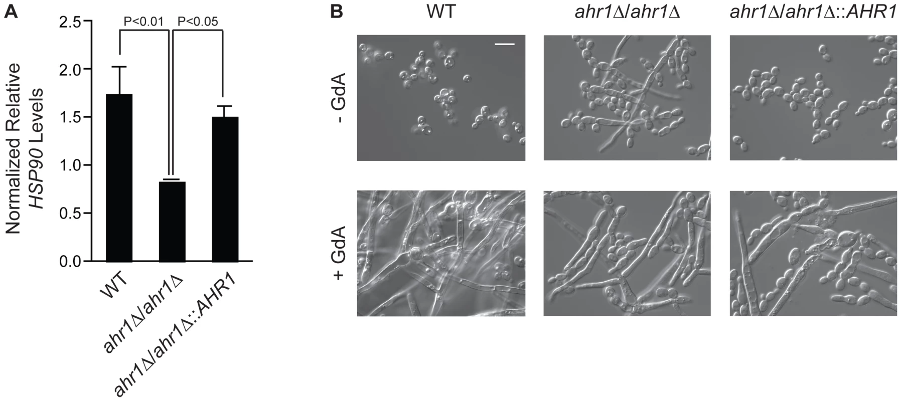 The high-connectivity interactor Ahr1 influences <i>HSP90</i> expression and morphogenesis.
