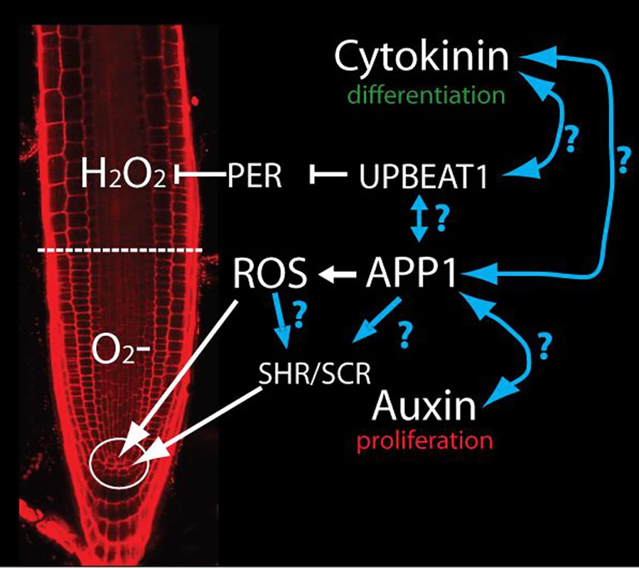 APP1-dependent ROS control QC and DSC through SHR and SCR.