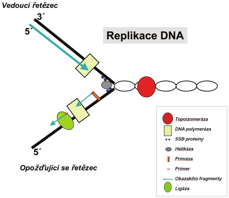 Replikační vidlice je místo na dvoušroubovici DNA, kde právě probíhá replikace. Má tvar písmene Y. Oddělení vláken dvoušroubovice způsobují enzymy helikázy, tento tvar stabilizují SSB proteiny a samotné replikaci se věnuje DNA polymeráza. Tyto a další enzymy postupují po molekule DNA a přepisují ji.