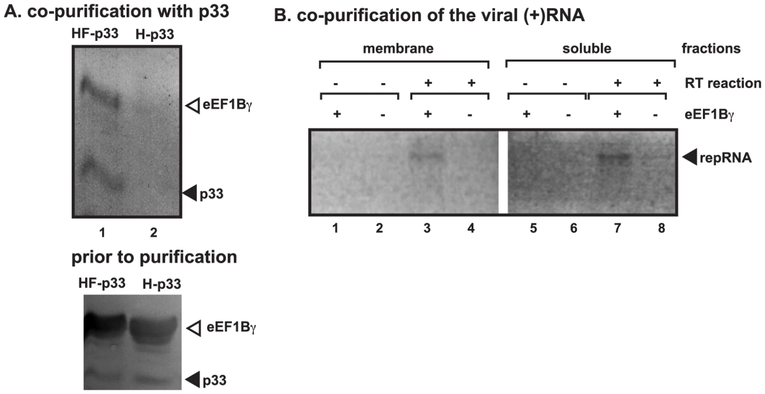 Co-purification of eEF1Bγ with the p33 replication protein and the viral RNA from yeast.