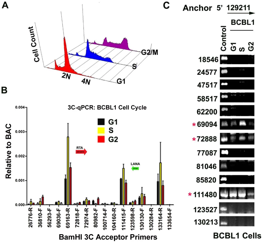 CTCF-dependent and cell-cycle dependent interactions between CTCF-cohesin and Rta (ORF50) promoter region.