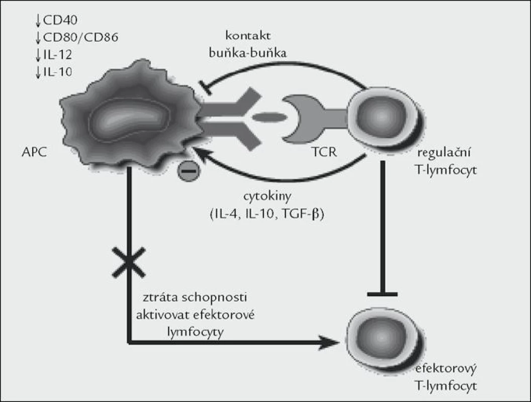 Mechanizmus, kterým regulační T-lymfocyt vyblokuje působení efektorových lymfocytů. Obrázek byl použit se souhlasem redakce z [1].