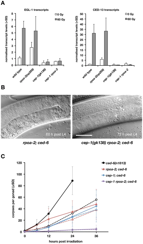 Basal apoptosis in <i>rpoa-2(op259)</i> mutant animals depends on CEP-1/p53.