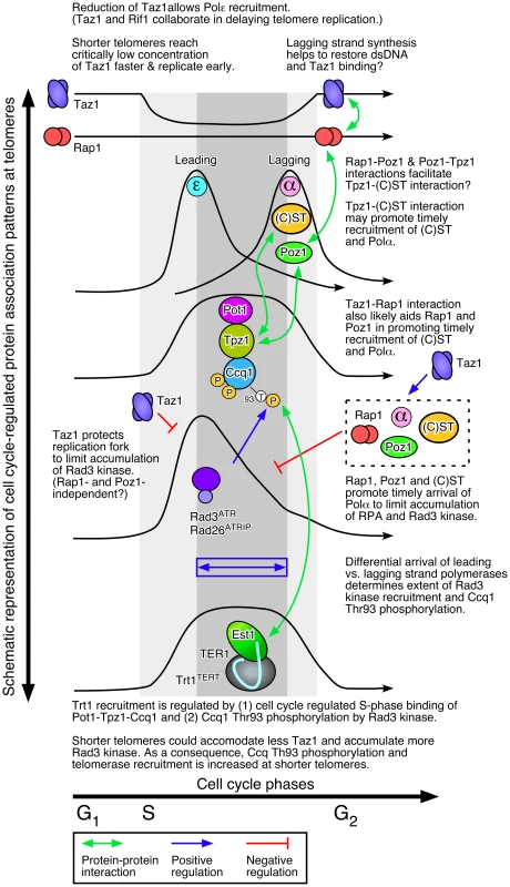 A working model of fission yeast telomere length control.