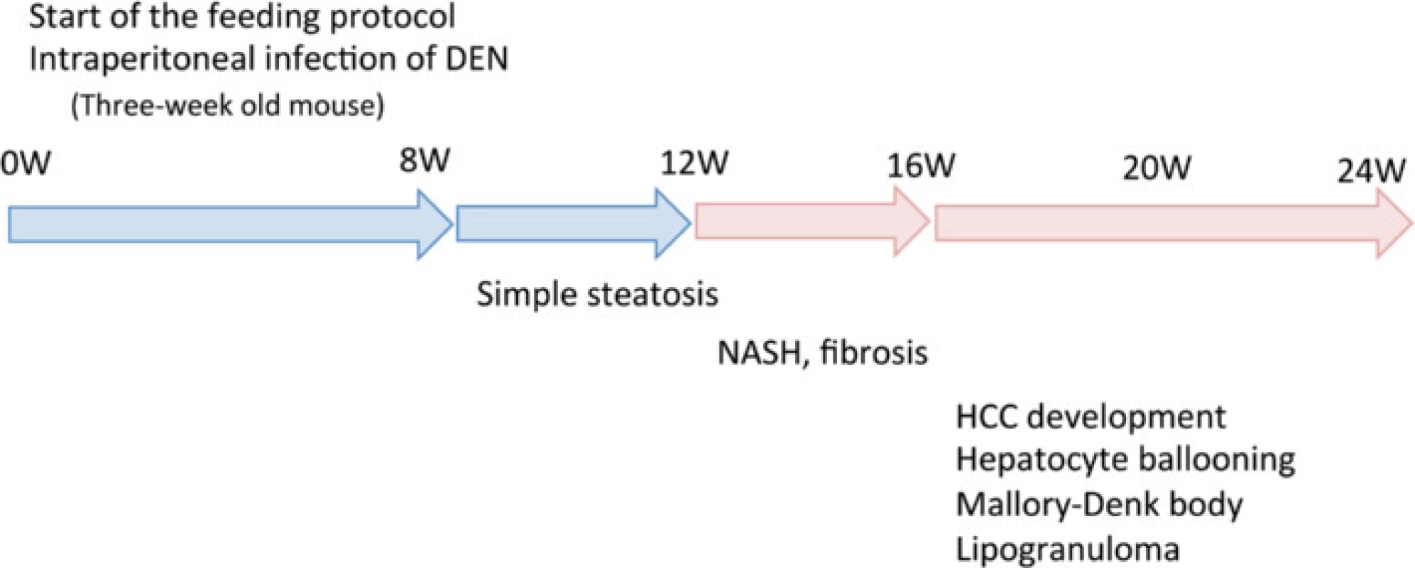 Summary of the experimental model. DEN, diethylnitrosamine; HCC, hepatocellular carcinoma; NASH, nonalcoholic steatohepatitis