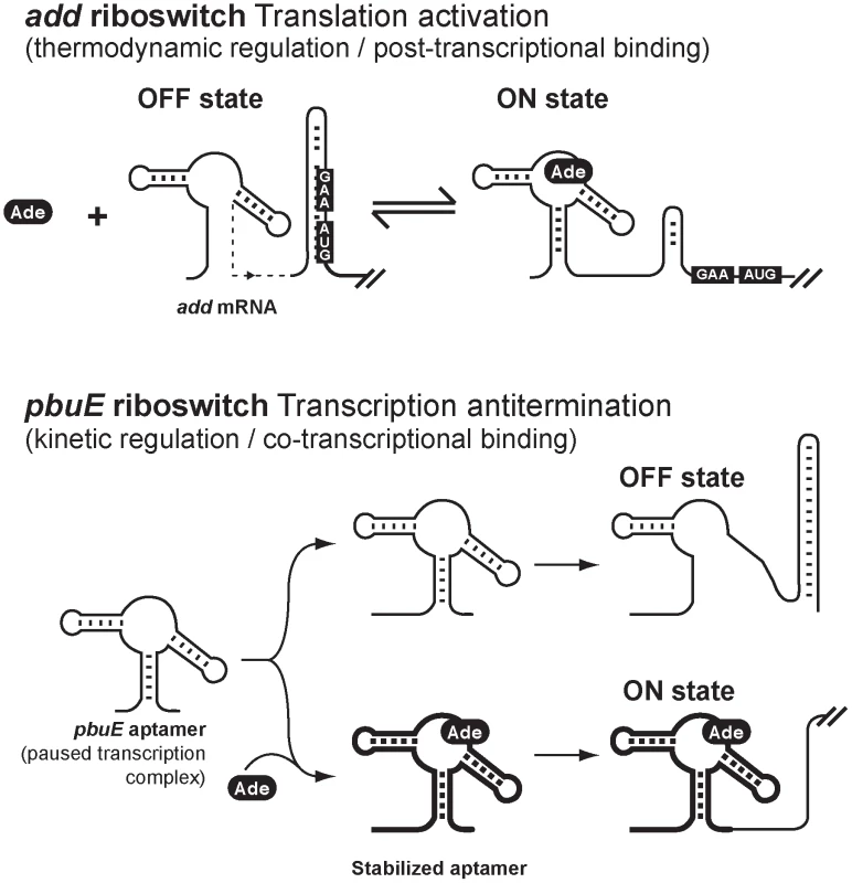 Schematic showing proposed regulation mechanisms for <i>add</i> and <i>pbuE</i> adenine riboswitches.