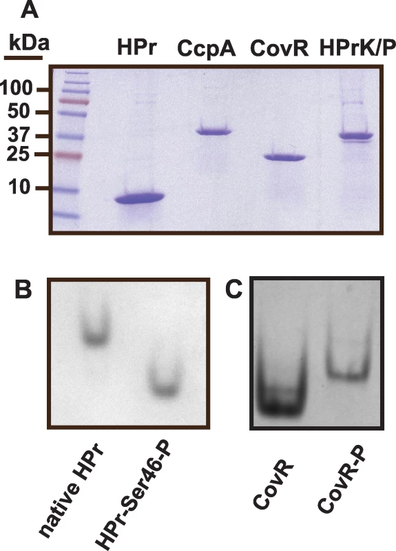Recombinant GAS protein production and phosphorylation assays of recombinant GAS proteins.