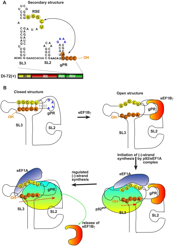 A model describing the functions of eEF1Bγ and eEF1A during tombusvirus replication.
