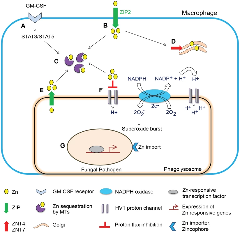 Schematic of Zn regulation in activated macrophages infected with a fungal pathogen.