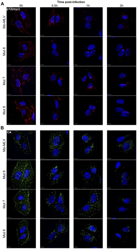 Immunofluorescence of p12 and CA in cells infected with Mo-MLV p12 mutants.