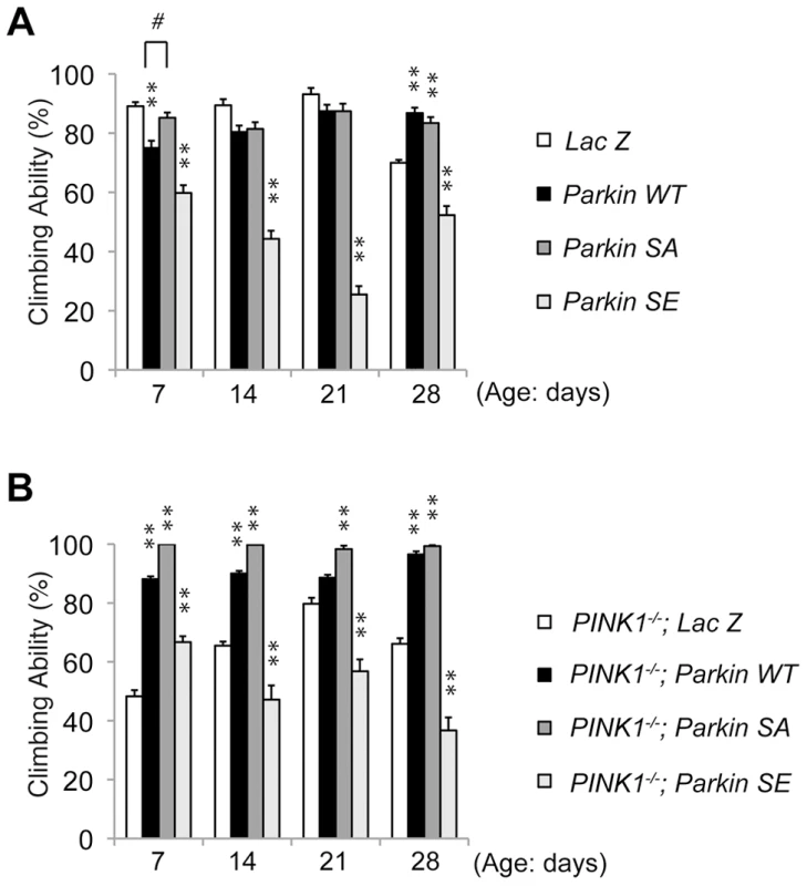 Constitutive expression of SE Parkin impairs motor behavior.