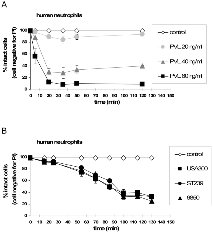 Time-dependent effect of purified PVL vs. live bacteria on neutrophil cell death induction.