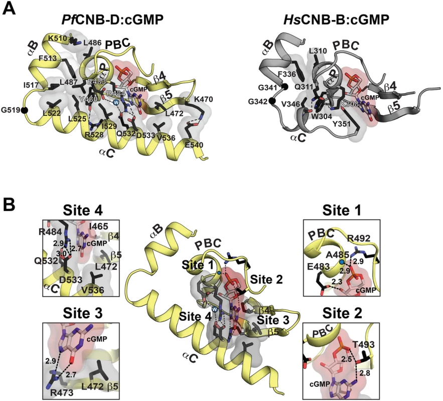 Structural comparison between <i>Pf</i>CNB-D and CNB-B and cGMP binding pocket of <i>Pf</i>CNB-D.