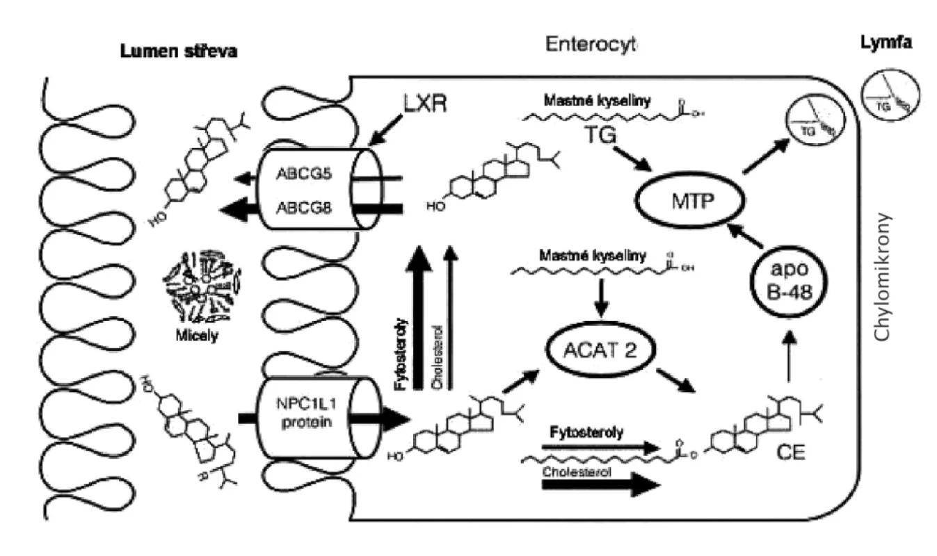 Resorpce cholesterolu ze střevního lumina
Enterocytární fáze absorpce cholesterolu a fytosterolů
NPC1L1 – Niemann-Pick like1 protein, SRB1 – scavenger receptor třídy B1, MTP – mikrozomální transferový protein pro triglyceridy,
ACAT-2 – izforma 1 acylCoA: acyltransferázy cholesterolu, ABCG5/-G8 – heterodimer transportních proteinů G5 a G8 vázajících ATP,
apo B 48 – střevní izoforma apolipoproteinu B, LXR – jaterní X receptor
Ezetimib inhibuje aktivitu NPC1L1; fytosteroly vykazují pleiotropní účinky při inhibici resorpce cholesterolu; vláknina váže žlučové kyseliny a blokuje micelární solubilizaci lipidů.