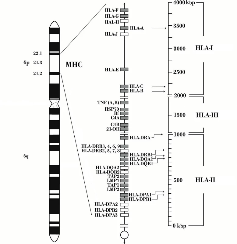 Schematické znázornenie genetickej oblasti hlavného histokompatibilného systému u človeka [8] Génová oblasť hlavného histokompatibilného systému u človeka – HLA (Human Leukocyte Antigens) sa nachádza na krátkom ramienku 6. chromozómu (6p21.3) a zahŕňa úsek DNA dlhý 3 600 kb (3,6 cM). Polymorfné gény vytvárajú oddelené skupiny – triedu I (telomericky) a triedu II (centromericky). Tieto dve oblasti sú oddelené ďalšou skupinou génov, ktoré zahrňujeme pod pojem „trieda III“. HLA-A, -B a -C reprezentujú klasické HLA lokusy triedy I, k lokusom triedy II patria HLA-DR (DRA, DRB), -DQ (DQA, DQB), a -DP (DPA, DPB). HLA oblasť triedy III zahŕňa gény pre niektoré gény komplementu C2, C4, B, proteíny tepelného šoku HSP70 a iné.
Fig. 1. Diagrammatic representation of the human major histocompatibility complex genes [8] The genes encoding the human major histocompatibility complex – HLA (Human Leukocyte Antigens) are located on the short arm of chromosome 6 (6p21.3) in a 3 600 kb (3,6 cM) DNA fragment. The polymorphic genes group in two separate classes – telomeric class I and centromeric class II. These two classes are separated by another group of genes designated class III. HLA-A, -B and -C are classical class I HLA loci while HLA-DR (DRA, DRB), -DQ (DQA, DQB), and -DP (DPA, DPB) are classified into class II HLA loci. The class III HLA genes encode some complement components C2, C4, B, heat shock proteins HSP70, and others.