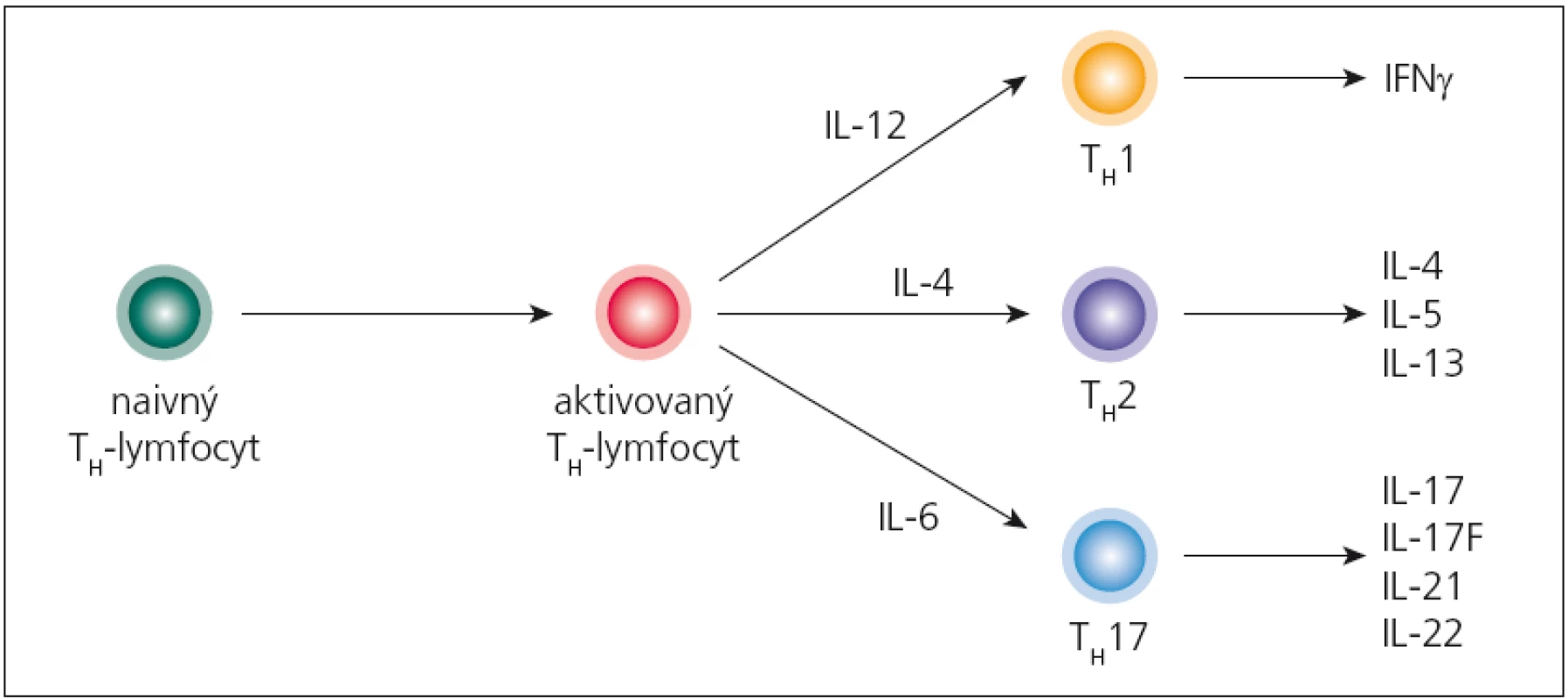 Diferenciácia naivných pomocných T-lymfocytov do jednotlivých subpopulácií.
Pomocný T-lymfocyt (T&lt;sub&gt;H&lt;/sub&gt;), ktorý opúšťa týmus, ešte nie je vydiferencovaný pre určitú špecifickú funkciu; označuje sa ako naivný (T&lt;sub&gt;H&lt;/sub&gt;0). Špecializáciu získava až pri interakcii s bunkami prezentujúcimi antigén, ktoré podľa charakteru antigénu, ktorý spracúvajú, syntetizujú rozdielne cytokíny. Ak takýmto cytokínom je IL-12, naivný T&lt;sub&gt;H&lt;/sub&gt;-lymfocyt sa bude diferencovať do subpopulácie T&lt;sub&gt;H&lt;/sub&gt;1, ak IL-4, tak vzniká subpopulácia T&lt;sub&gt;H&lt;/sub&gt;2, a napokon ak sa v mikroprostredí nachádza IL-1 alebo IL-6, diferenciácia ide do línie T&lt;sub&gt;H&lt;/sub&gt;17.