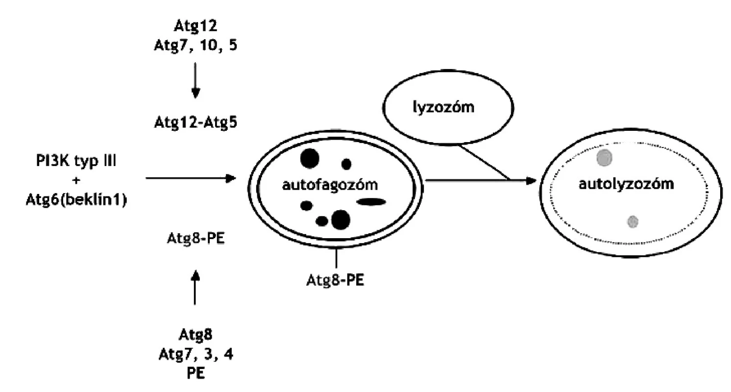 Regulácia vzniku autolyzozómu. PI3 kináza typu 3 vyžaduje Atg6 a jeden z dvoch systémov: Atg12 resp. Atg8 44) PE – fosfatidyletanolamín