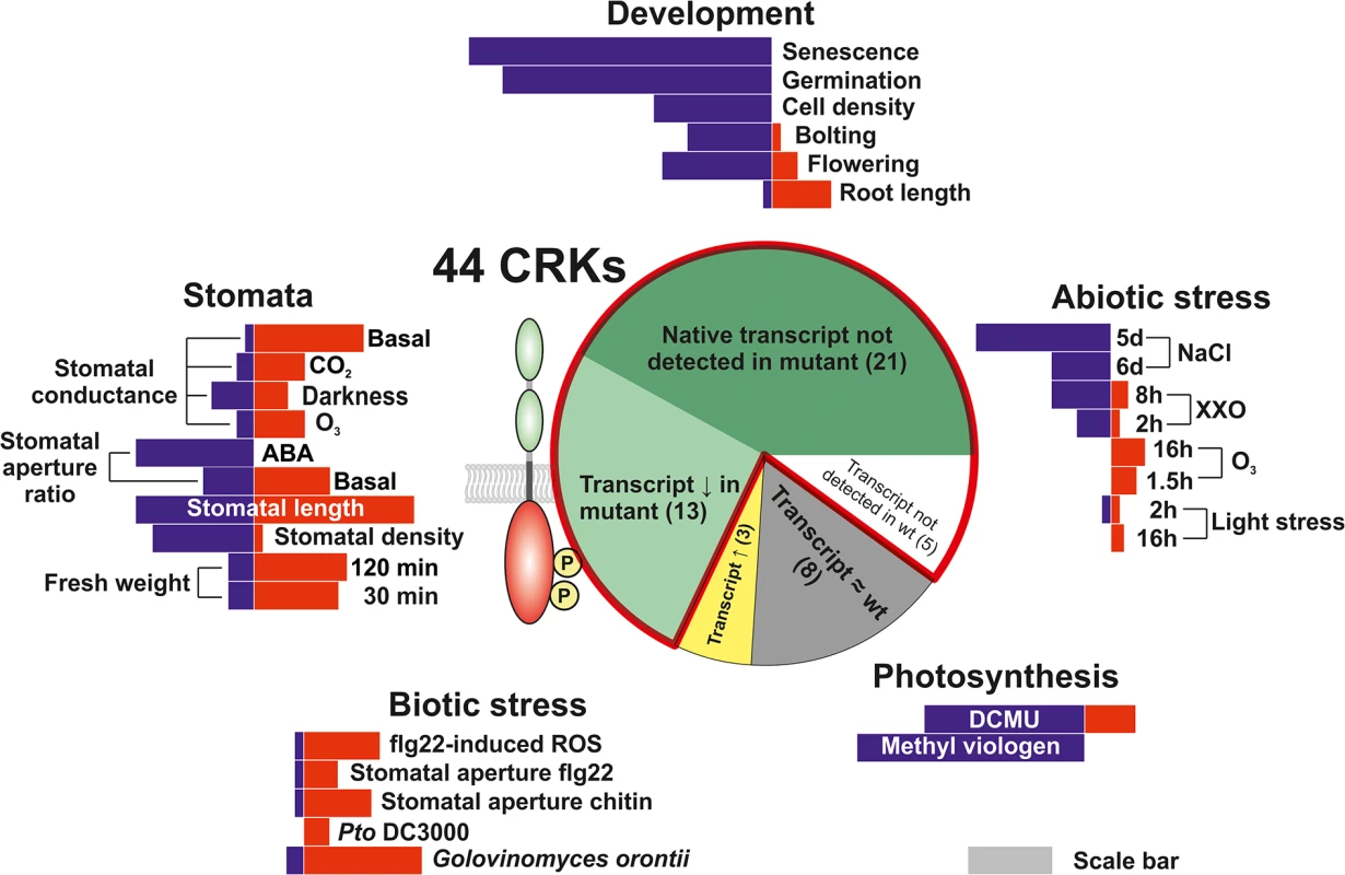 Phenotypic analysis of the <i>Arabidopsis thaliana</i> CRK protein family.