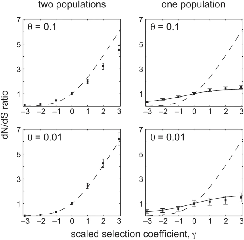The relationship between the scaled selection coefficient, <i>γ</i>, and the dN/dS ratio in simulated Wright-Fisher populations.