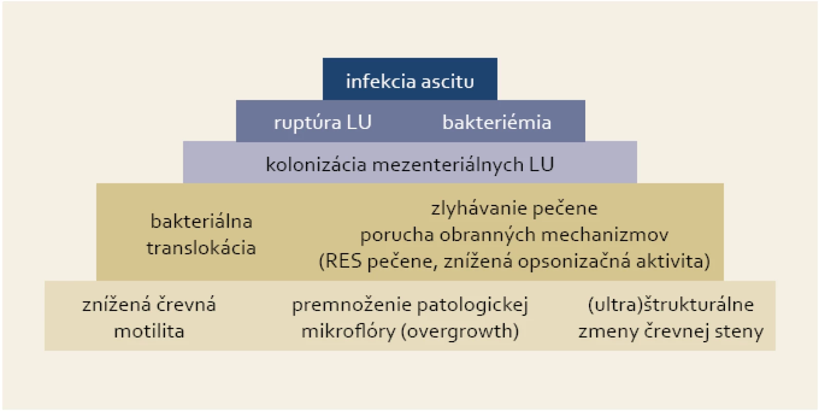 Pyramída dejov vedúcich k infekcii ascitu v prípade SBP.
Fig. 1. Pyramid of events resulting in ascites infection in the case of SBP.
