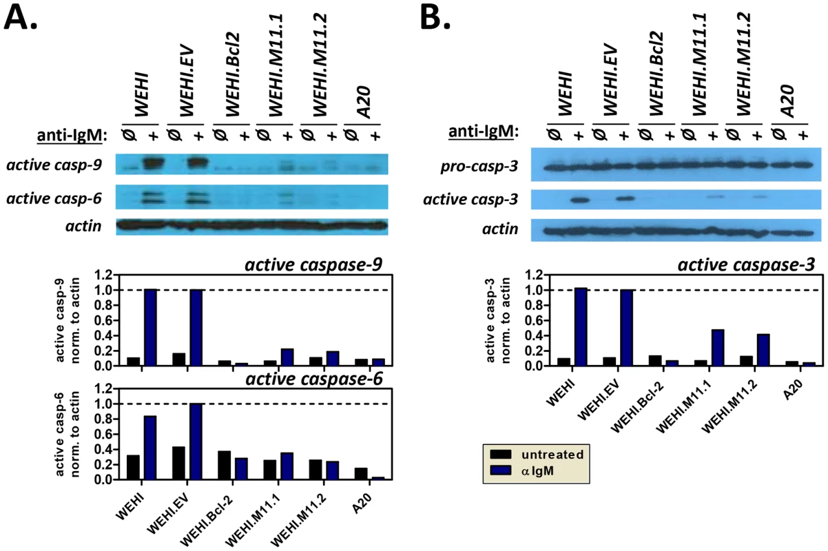 The MHV68 vBcl-2 protects immature B cells against BCR-mediated induction of apoptosome and effector caspase pathway.