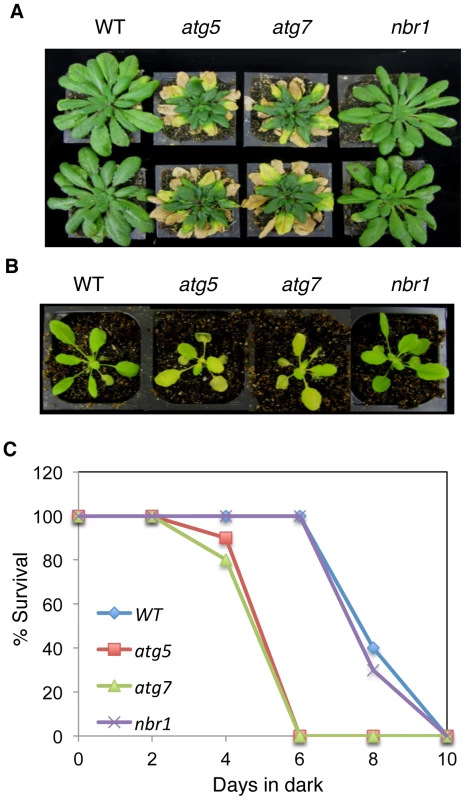 Normal phenotypes of the <i>nbr1</i> mutant plants in age- and darkness-induced senescence.