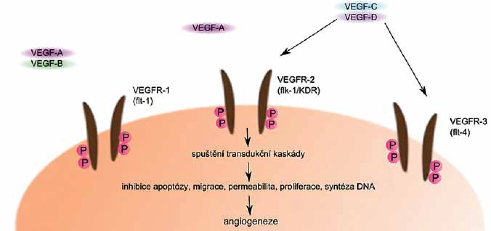 VEGF a jeho receptory.
Po navázání VEGF na své receptory dojde ke spuštění transdukčních kaskád, které vedou k indukci angiogeneze.