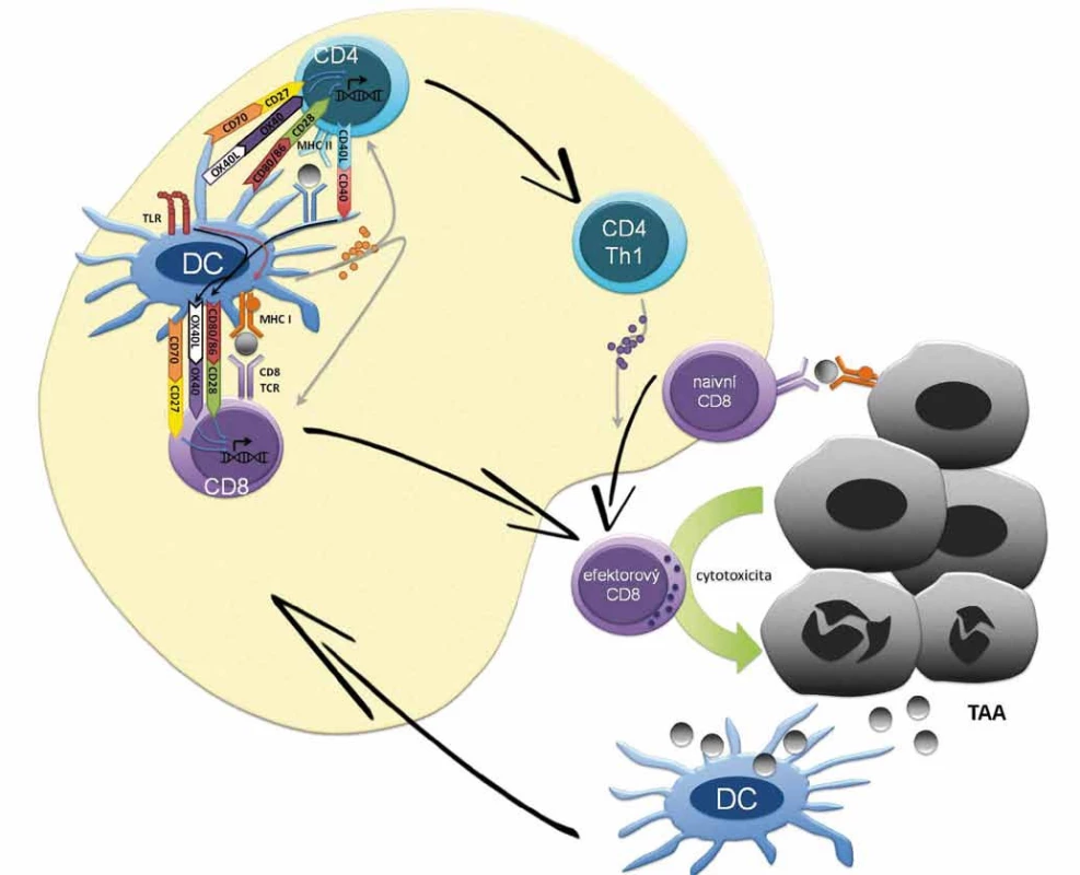 Základní mechanizmus antigen-dependentní stimulace T lymfocytů.
Na počátku buněčné (i protilátkové) imunitní odpovědi je internalizace antigenu dendritickou případně jinou antigen-prezentující buňkou (APC), následný rozklad antigenu na malé peptidy a prezentace na povrchu buňky v kontextu proteinů hlavního histokompatibilního komplexu (MHC) I. a II. třídy. Dendritické buňky s antigenním peptidem cirkulují do lymfatických uzlin, po zrání umožní aktivaci naivních T lymfocytů na pomocné (Th1, Th2) CD4<sup>+</sup> kostimulační reakcí mezi receptory B7.1 (CD80) a B7.2 (CD86) přítomnými na APC a receptorem CD28 přítomným na Th buňkách. Prezentaci antigenu dendritickou buňkou potencuje signalizace z TLR receptorů pro PAMP molekuly, což vede v dendritické buňce k signalizaci stimulující expresi MHC II i kostimulačních molekul CD80/CD86. Signalizace mezi dendritickou buňkou a T lymfocytech je modulována řadou inhibičních a aktivačních signálů. Mezi aktivační signály dendritických buněk patří mimo CD80/CD86 také OX40L či CD70, jež vazbou na příslušné molekuly na T lymfocytech potencují jejich aktivaci, proliferaci a získání efektorových funkcí. Cross-prezentace antigenů dendritickou buňkou je potencována tzv. licencování (licensing) CD4<sup>+</sup> Th lymfocytů se stejnou antigenní specificitou. V procesu licencování se uplatňuje např. signalizace z CD40 po interakci s CD40L Th lymfocytů, která vede k up-regulaci kostimulačních molekul na dendritické buňky a toto potažmo k aktivaci efektorovývh CD8<sup>+</sup> cytotoxických T lymfocytů. Sekrece cytokinů jako IL-2 (Th1 lymfocyty), IL-12 (dendritické buňky), IFN-γ (Th1 lymfocyty) usnadňuje aktivaci CD8<sup>+</sup> lymfocytů na cytotoxické T lymfocyty, které získávají a) schopnost rozpoznat nádorové buňky, prostřednictvím komplexu peptid – MHC I a b) efektorové funkce k indukci buněčné smrti maligních buněk. Proteiny z usmrcených maligních buněk jsou opět pohlceny APC buňkami, což navozuje antigen-dependentní stimulaci T lymfocytů.