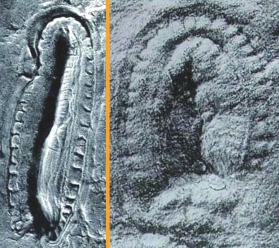 A. Kimberella, nález z oblasti Bílého moře (Rusko). Vzorek vlevo je dlouhý 9 cm, příčně 3 cm, vzorek vpravo je dlouhý 2,5–3cm, příčně měří asi 1,5 cm. Hluboký otisk na periferii patrně odpovídá obalu živočicha.
