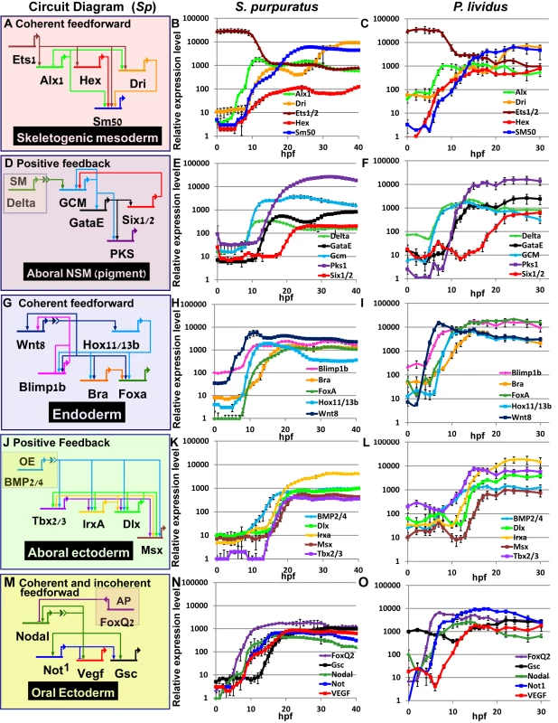 Comparison of transcriptional expression profiles of five regulatory circuits that operate at different embryonic territories.