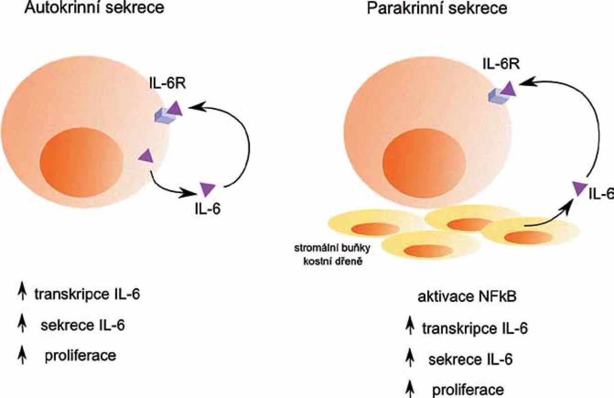 Autokrinní a parakrinní sekrece IL- 6.
Autokrinní sekrece IL-6 nádorovými buňkami i parakrinní sekrece IL-6 stromálními buňkami kostní dřeně pozitivně ovlivňují další transkripci a sekreci IL-6, a také proliferaci nádorových buněk.