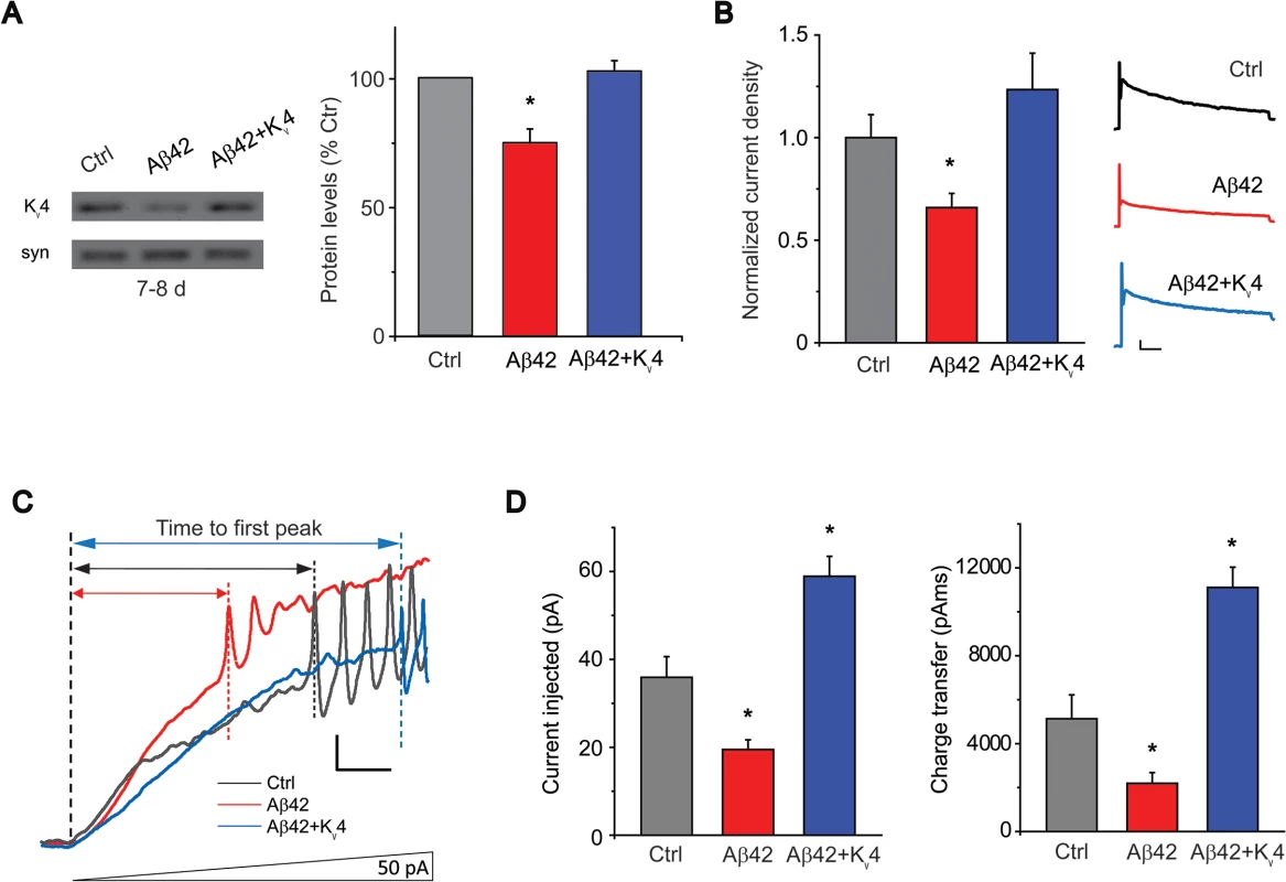 Transgenic over-expression of K<sub>v</sub>4 in Aβ42-expressing flies restores K<sub>v</sub>4 protein levels and normal excitability to neurons.