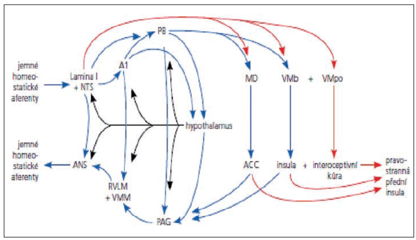 Homeostatický systém, zdroje interocepce a emočního pozadí (8).