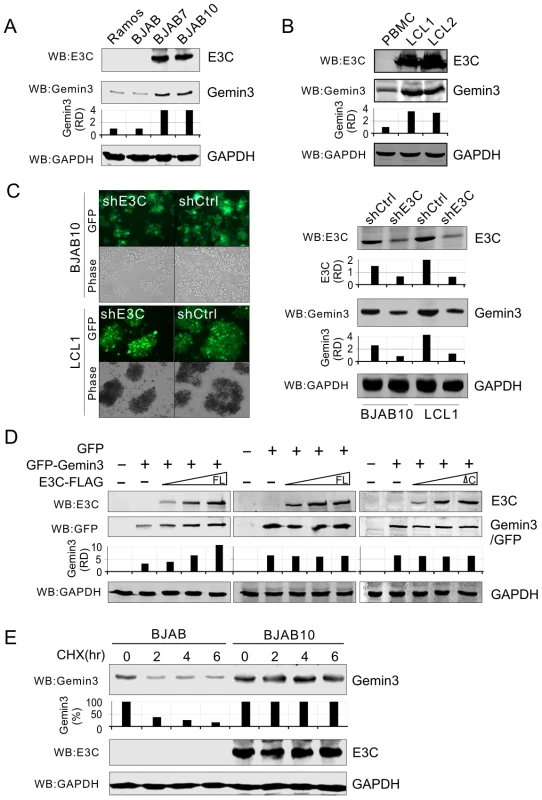 EBNA3C enhances the protein stability of Gemin3.