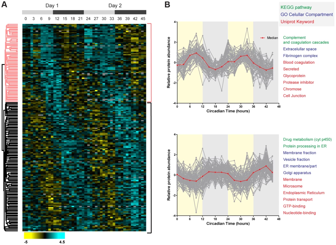 Temporal profile of the mouse liver proteome across two consecutive cycles.