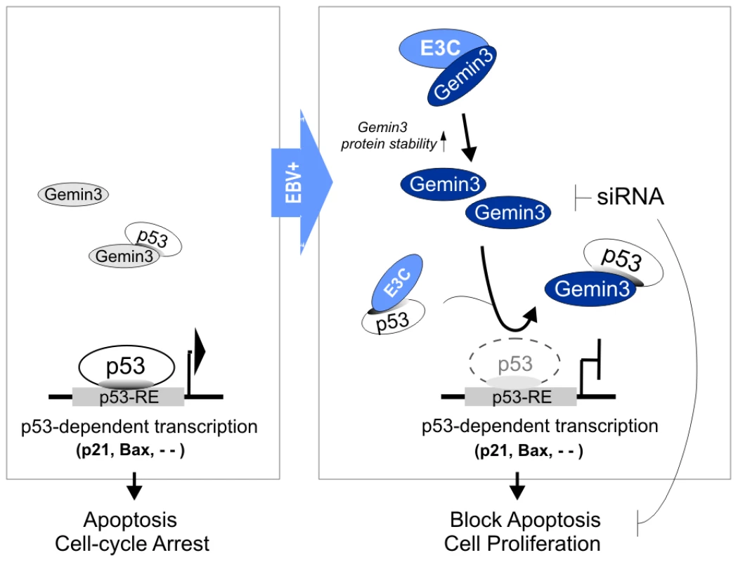 A schematic model depicting the Gemin3-mediated transcriptional regulation of p53 by EBNA3C in the EBV latently infected cells.