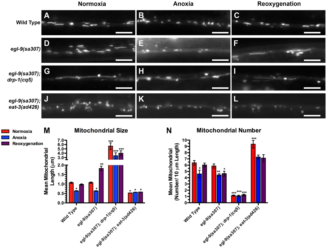 Anoxia-induced mitochondrial hyperfusion requires the canonical mitochondrial fusion machinery.