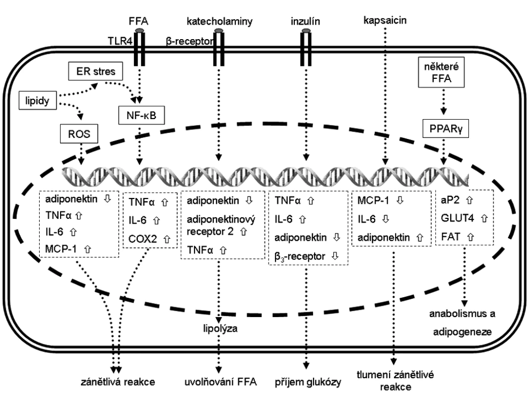 Změna exprese vybraných genů v adipocytech tukové tkáně a jejich (pato)fyziologický efekt
Šipka  značí zvýšenou expresi a šipka  sníženou expresi.
aP2 – adipocytární protein 2,  COX2 – cyklooxigenáza 2, 
ER – endoplazmatické retikulum,  FAT – transportér mastných kyselin,
FFA – volné mastné kyseliny,  GLUT – glukózový transportér z rodiny SLC2A, 
IL-6 – interleukin 6,  MCP-1 – monocytární chemoatraktant protein-1, 
NF-κB – jaderný faktor kappa B, PPAR – peroxizomální receptor aktivovaný proliferátory, 
ROS – reaktivní kyslíkové radikály, TNF-α – tumor necrosis factor α, 
TLR4 – toll-like receptor 4