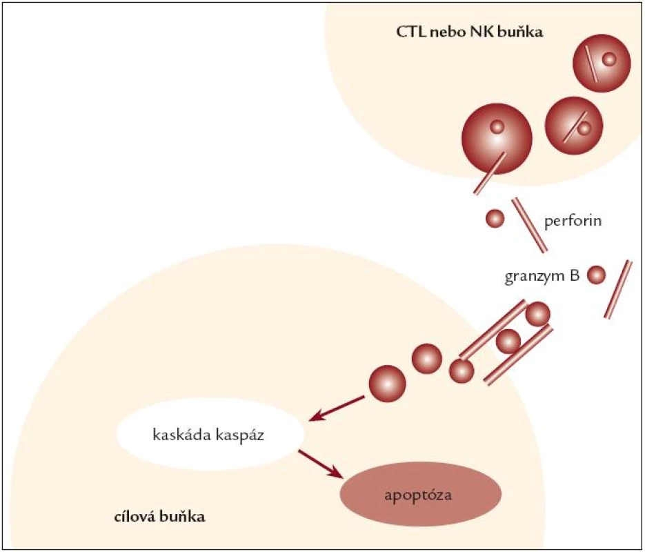 Schematické znázornění apoptózy buněk indukované systémem perforin-granzym B. Cytotoxické T-lymfocyty (CTL) a NK buňky indukují apoptózu cílových buněk uvolněním granzymu B a perforinu. Perforin perforuje buněčnou membránu, a umožňuje tak vstup granzymu B do buňky, čímž spouští kaskádu proteolytických štěpení vedoucí k apoptóze buňky s poškozením intracelulárních patogenů, bránící dalšímu šíření infekce.