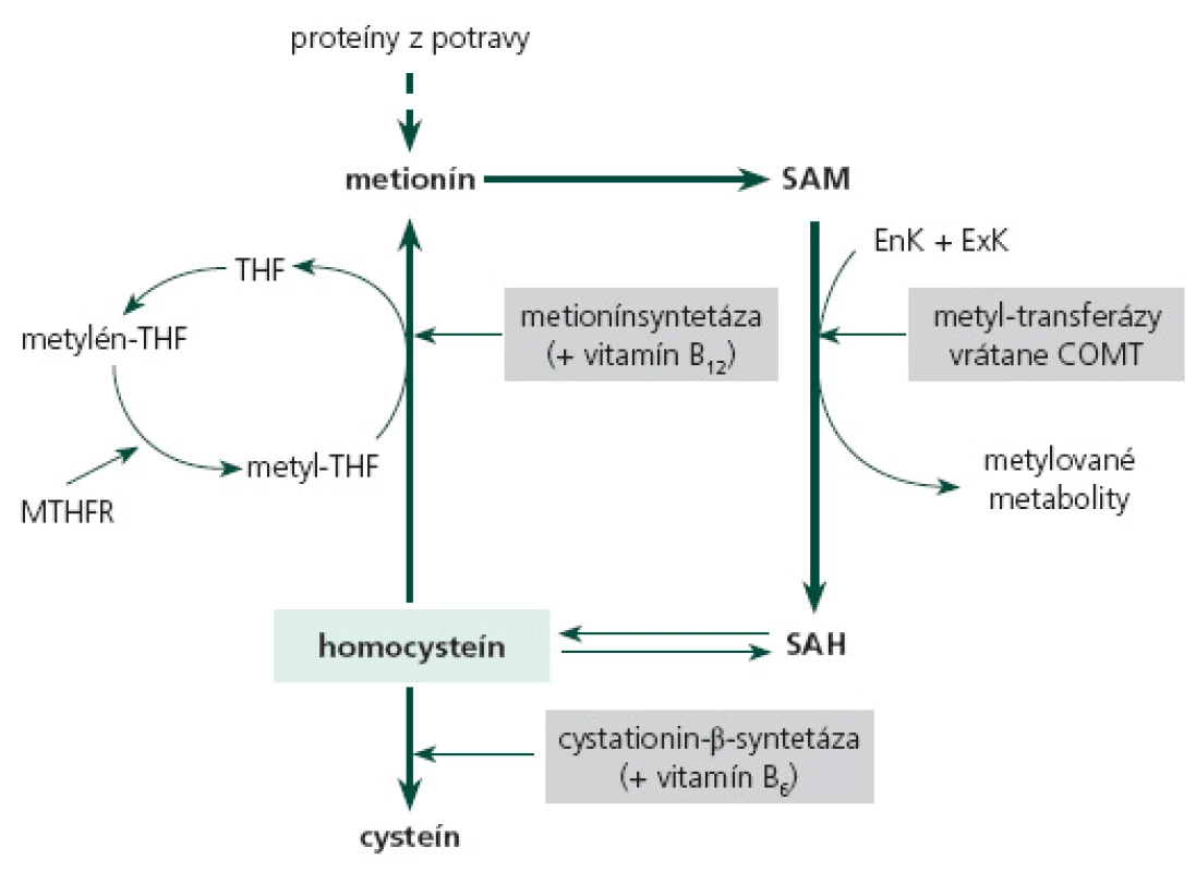 Schématické znázornenie metabolizmu homocysteínu.
SAM – S-adenozylmetionín, SAH – S-adenozyl-homocysteín, EnK – endogénne komponenty (DNA, RNA, fosfolipidy, melín...), ExK – exogénne komponenty (liečivá, toxíny, fytochemikálie...), COMT – katechol-O-metyltransferáza, THF – tetrahydrofolát, MTHFR – metyléntetrahydrofolátreduktáza
